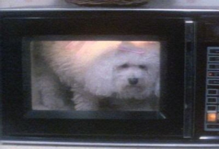 Uncover The Disturbing Truth Behind "She Put Her Poodle In The Microwave"