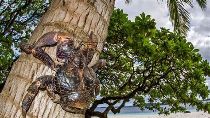 Uncover The Secrets Of The Mighty Coconut Crab: A Journey Of Discovery