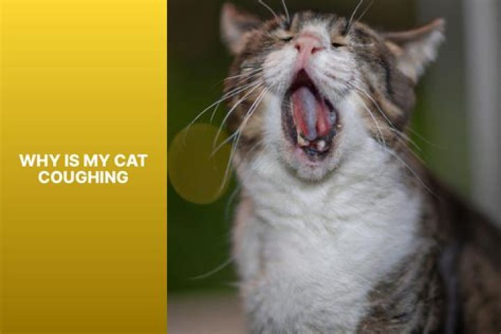 Unveiling The Causes Behind Cat Coughing Without Hairballs: A Comprehensive Guide