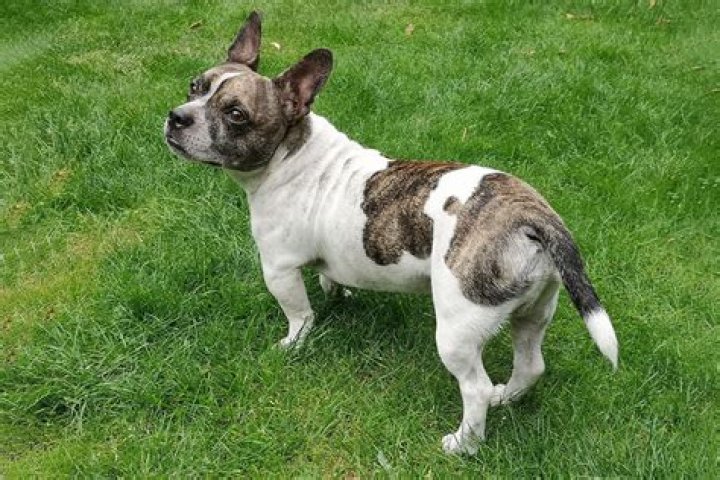 Unveiling The Enchanting World Of Great Dane French Bulldog Mixes