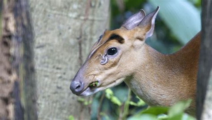 Unveiling The Secrets Of Muntjac Deer: Face Glands And Beyond