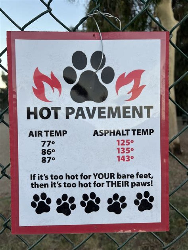 Vet Gives Warning After Dog's Paw Pads Burn Off From Hot Pavement