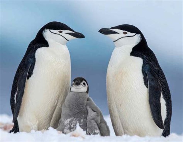 What Happened to Roy on 'Shipping Wars'? He Passed Away in 2014